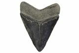 Serrated, Fossil Megalodon Tooth - Polished Blade #321117-1